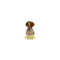 German Shorthaired Pointer Sticker