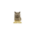 British Short Hair Cat Sticker
