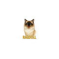 Ragdoll Cat Sticker
