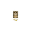 Scottish Fold Cat Sticker