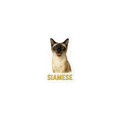 Siamese Cat Sticker