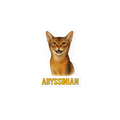 Abyssinian Cat Sticker