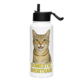 Domestic Shorthair Cat Water Bottle